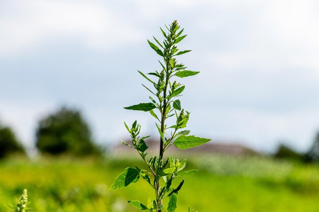 Album Orach Chenopodium z zielonymi liśćmi i nasionami w ogrodzie