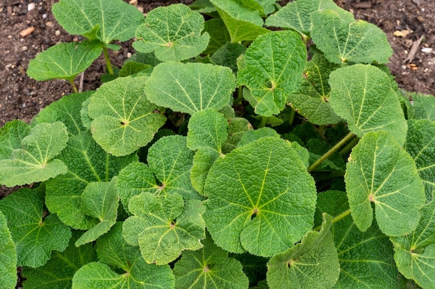 Alcea rosea lub malwa pospolita to roślina ozdobna z rodziny Malvaceae