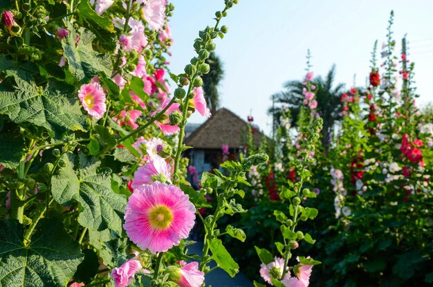 Alcea rosea lub Malwa