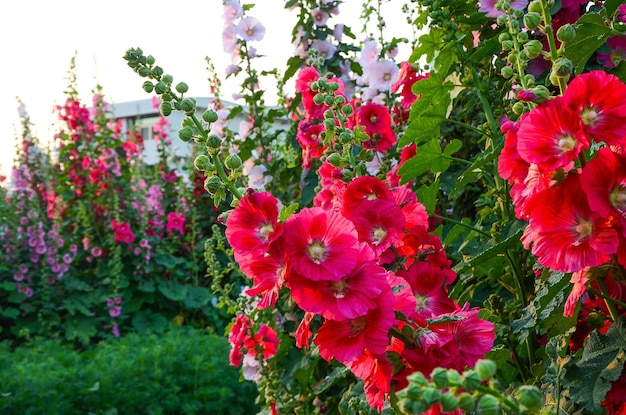 Alcea rosea lub Malwa