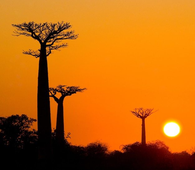 Aleja baobabów o zachodzie słońca na Madagaskarze