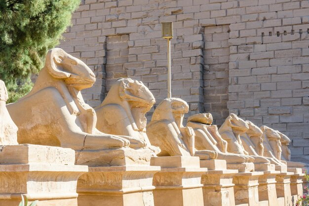 Aleja sfinksów w kształcie ramion w świątyni Karnak Luksor Egipt