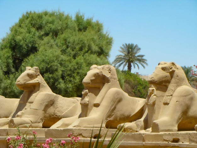 Aleja sfinksów z ciałem lwa i głową barana Starożytna świątynia faraonów w Luksorze w Karnaku w Egipcie