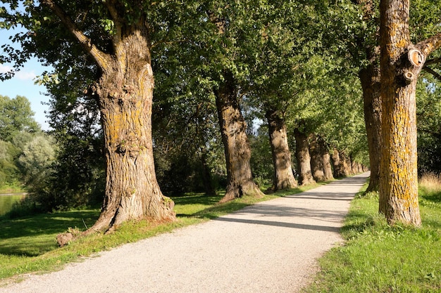 Zdjęcie aleja starożytnych drzew z chodnikiem w tartu estonia jasny słoneczny letni dzień