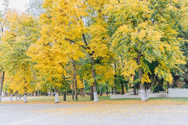 Aleja W Jesieni Park Ze ścieżką Z Kostki Brukowej