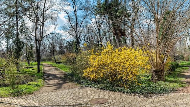 Aleja W Ogrodzie Botanicznym Odessa Ukraina