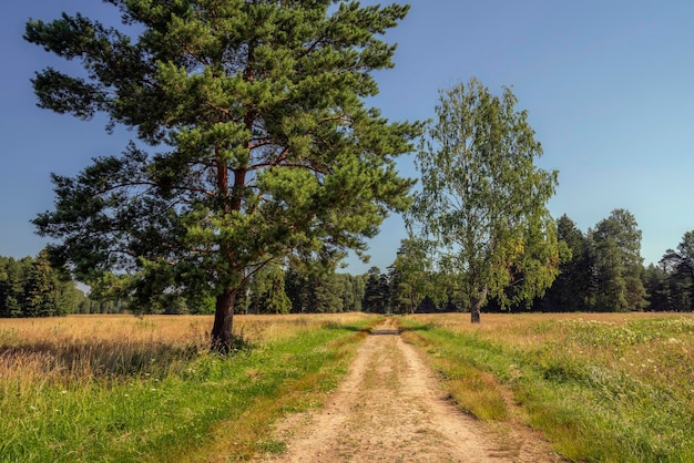 Aleja w Pavlovsk Park ścieżka przez łąkę z sosnami Pavlovsk St Petersburg Rosja