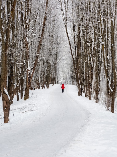 Aleja w zaśnieżonym zimowym lesie z sylwetką idącej w dal kobiety w czerwonej kurtce. Zimowe tło naturalne. Widok pionowy.