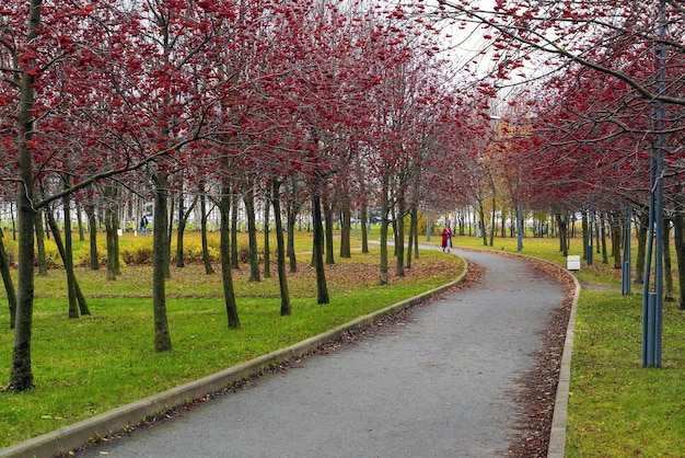 Aleja z czerwoną jarzębiną w parku nazwanym na cześć 300-lecia Petersburga. Rosja.