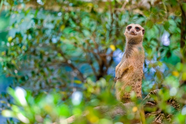 Alert Suricate lub Meerkat