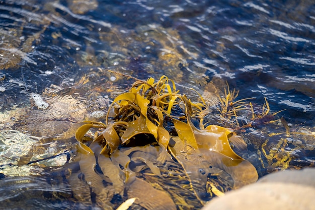 Algi morskie i wodorosty rosnące na skałach w oceanie w Australii Fale poruszające się nad skałami i płynące z przypływem w Japonii Farma wodorostów