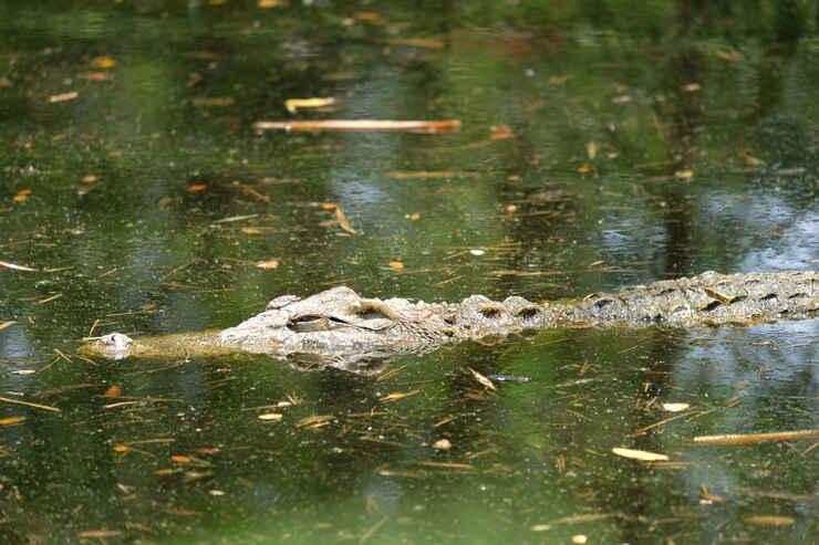 Zdjęcie aligator krokodyl na omszałym bagnie.