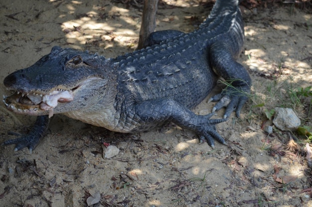 Aligator niosący żabę w ustach