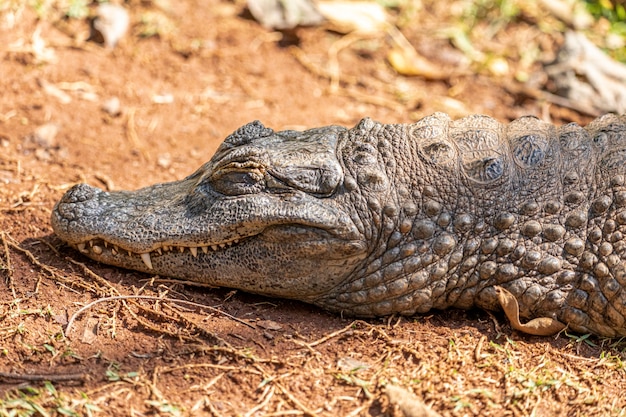 Aligator opalający się na trawie.