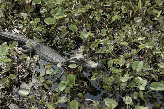 Zdjęcie aligator zanurzający się w brazylijskich mokradłach, znany jako pantanal