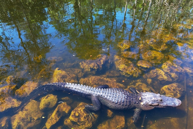 aligator