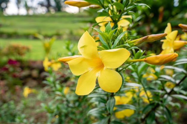 Allamanda cathartica potocznie zwana złotą trąbką pospolitą trąbką i żółtą allamandą