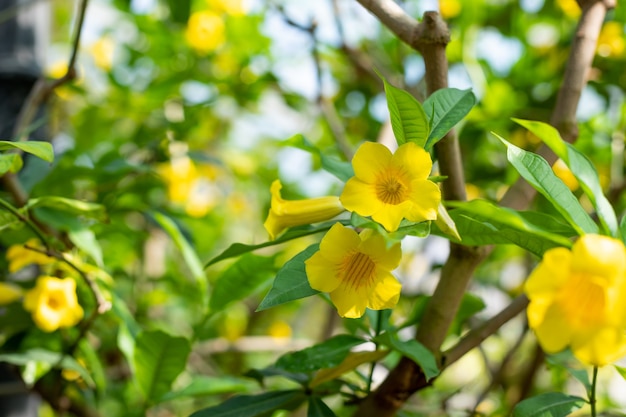 Allamanda schottii to piękne, jasnożółte, żywe, żółte, duże kwiaty allamandy w kształcie trąbki w świetle słonecznym, świeże żółte pąki i zielone liście