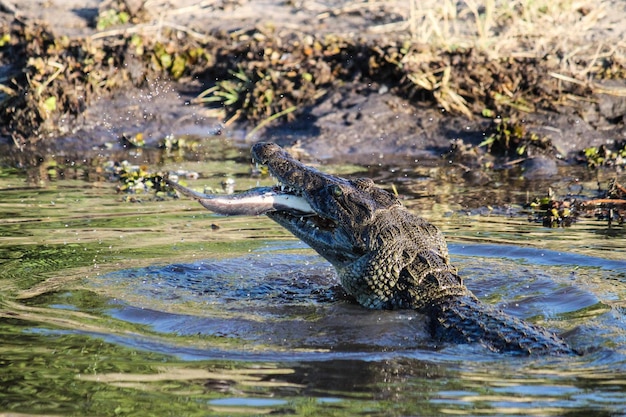 Alligator jedzący ryby