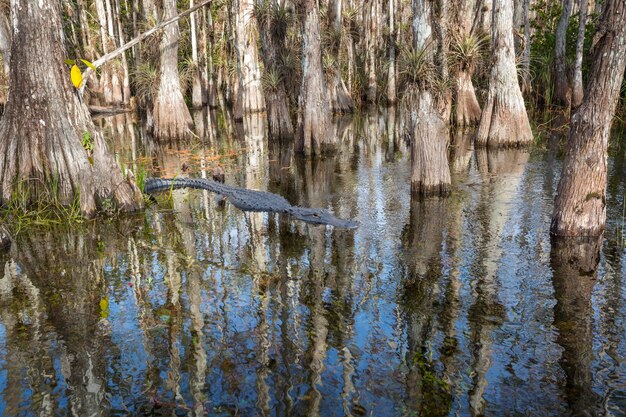 Alligator na Florydzie