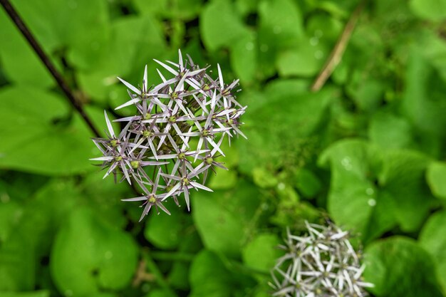Allium Christophii gwiazda Persji na tle zielonych liści