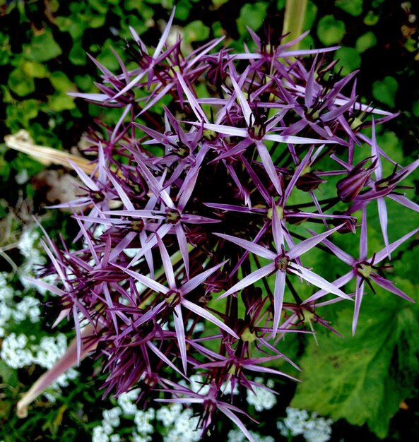 Zdjęcie allium kwitnące w ogrodzie