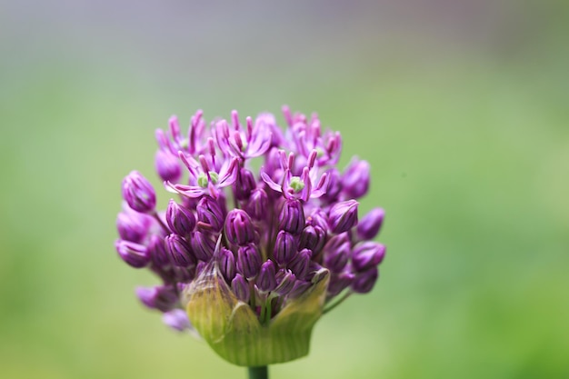 Allium por lub por kwiat piękny okrągły fioletowy kwiat Naturalne tło w letnim ogrodzie