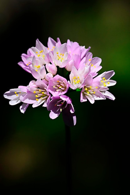 Allium ursinum, czosnek niedźwiedzi, to gatunek rośliny zielnej należącej do rodziny Amaryllidaceae