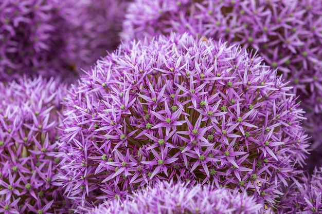 Allium