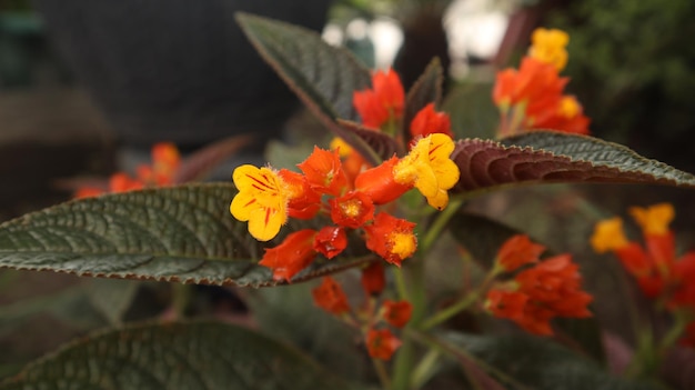 Alloplectus Plant, Riden Sunset, Begonia Negra, Chrysothemis pulchella, Copper Leaf, Sunset Bells.