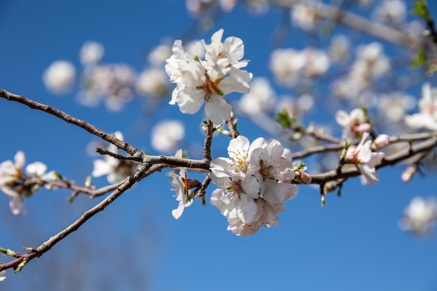 Almond Blossoms wczesną wiosną białe kwiaty z tło błękitnego nieba Concept for Spring