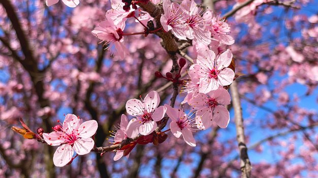 Almond Blossoms wczesną wiosną różowe kwiaty na tle błękitnego nieba Concept for Spring