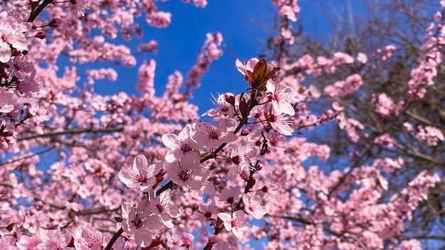 Almond Blossoms wczesną wiosną różowe kwiaty na tle błękitnego nieba Concept for Spring