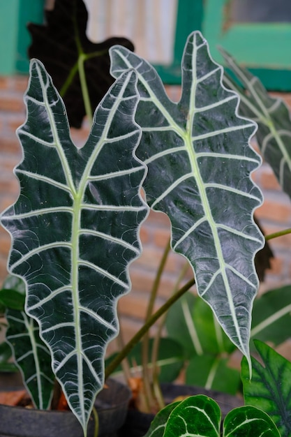 Alocasia amazonica 'Polly' to zwarta roślina doniczkowa z rodziny słoniowatych.