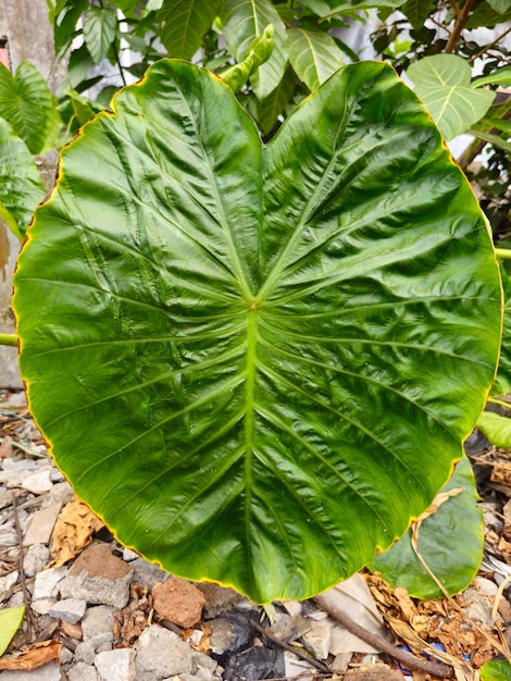 Zdjęcie alocasia macrorrhiza variegata w kształcie serca, powszechnie znana jako ucho słonia bira kuping gajah