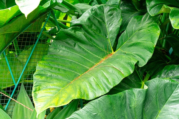 Alocasia macrorrhizos powszechnie nazywana gigantycznym taro lub wyprostowanymi uszami słonia