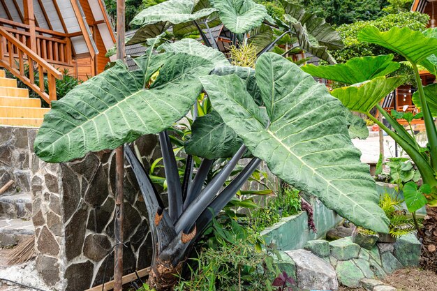 Alocasia macrorrhizos to gatunek rośliny kwitnącej z rodziny aronowatych Araceae