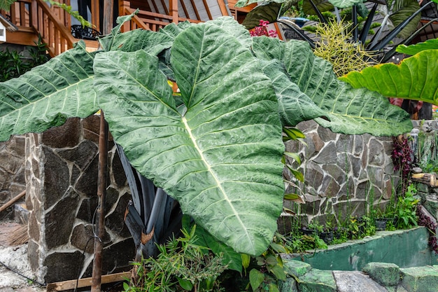 Alocasia macrorrhizos to gatunek rośliny kwitnącej z rodziny aronowatych Araceae