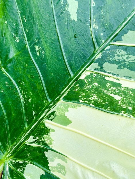 Alocasia odora Variegata jako tekstura tła