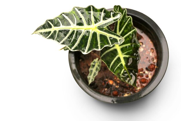 Alocasia Sarian lub słoń