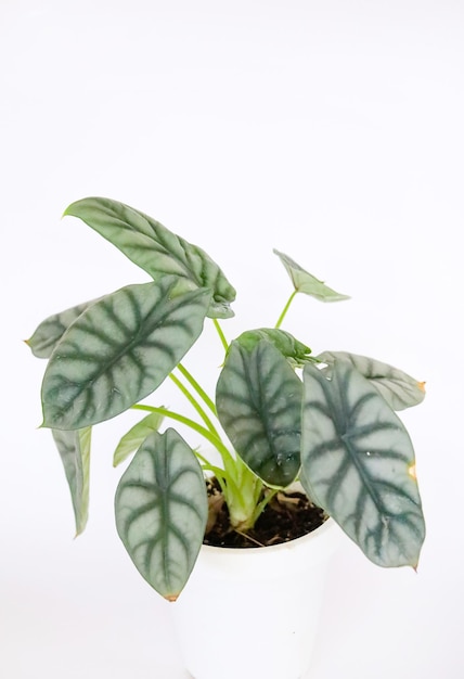 Alocasia Silver Dragon Tree Roślina Zielona