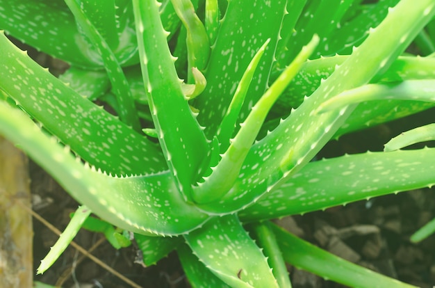 Aloe vera, Lilium, bliska zielonych liści, Aloe vera jest bardzo przydatnym ziołem