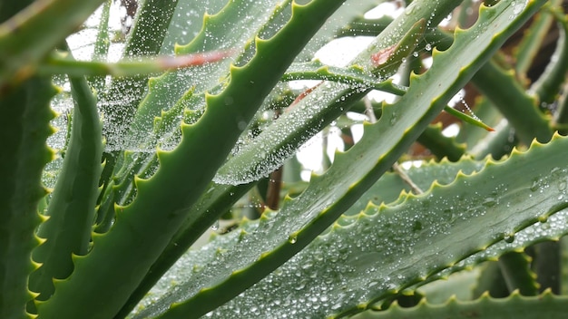 Aloe vera rosa lub krople wody deszczowej świeże soczyste mokre wilgotne liście soczystych roślin