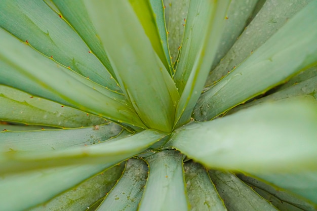 Aloe Vera roślin tło. Zbliżenie