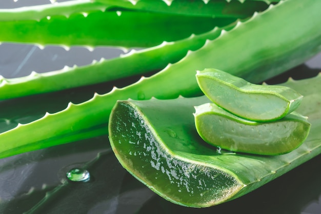 Aloe Vera Roślin.