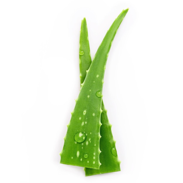Aloe vera z kroplami wody na białym tle z bliska