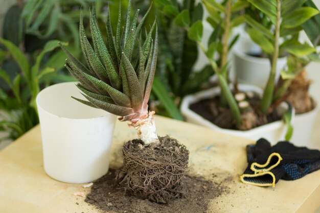 Aloes bez doniczki przed przesadzeniem na stół