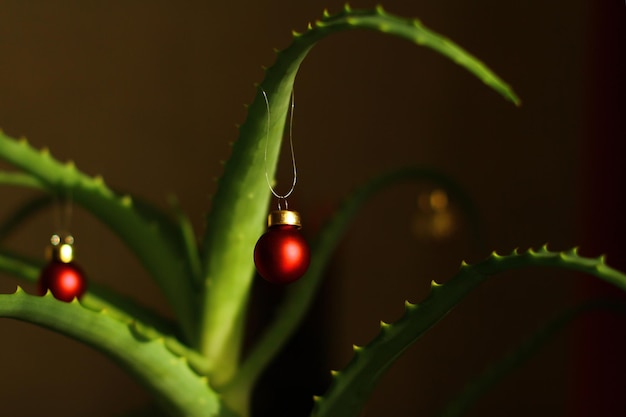 Aloes ozdobiony kulkami choinkowymi we wnętrzu domu Choinka Houseplant