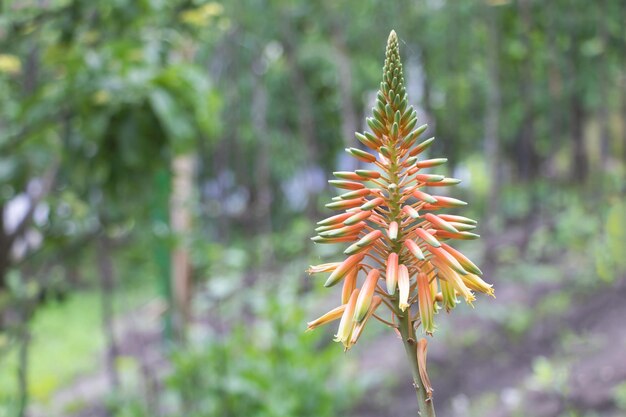 Aloes w rozkwicie z pomarańczowymi kwiatami Roślina lecznicza