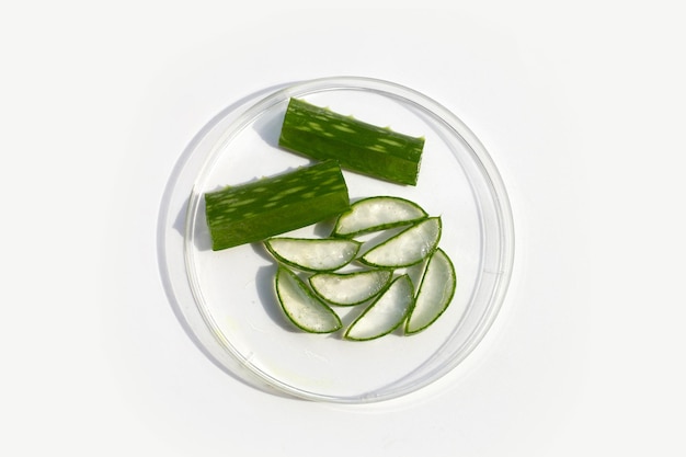 Aloes w szalce Petriego na białym tle